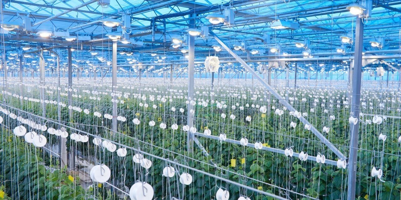 seraların Isıtma maliyetini azaltmak