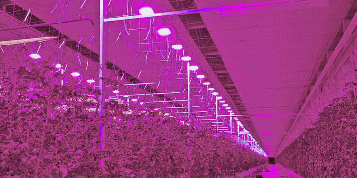 LED-Bitki-Yetistirme-Isiklari led ışık