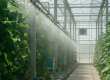 A high-pressure fogging system providing cucumber greenhouse cooling in the UAE to manage extreme heat and humidity.