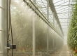 A high-pressure fogging system in operation, demonstrating advanced desert greenhouse cooling in the UAE.