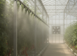A high-pressure fogging system operating inside a modern farm, illustrating the technical details needed for a greenhouse cooling quotation in the UAE.