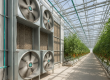 A row of powerful exhaust fans used for greenhouse fan sizing in a hot climate, installed in a modern UAE agricultural facility.