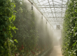 Interior of a modern farm managing greenhouse overheating in the UAE with an active high-pressure fog cooling system amidst rows of crops.