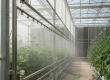 A modern greenhouse interior demonstrating a hybrid greenhouse cooling UAE system with fogging misters and a pad wall.