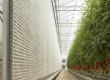A view inside a modern greenhouse showing the effective use of wet bulb temperature greenhouse cooling with a wet pad wall system.