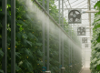 A high-pressure fogging system in action, demonstrating effective cucumber greenhouse cooling in the UAE with fine mist among rows of plants.