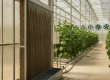 A wet-wall pad system demonstrating the principles of evaporative cooling in a modern greenhouse designed for the humid climate of the UAE.