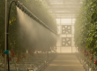 A view inside a modern UAE greenhouse showing the results of a precise greenhouse cooling load calculation, with a high-pressure fog system creating a fine mist.