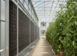A modern pad-and-fan system from a professional greenhouse cooling supplier in the UAE, showing wet pads and exhaust fans.