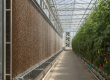 A view of the factors influencing the greenhouse cooling system cost in the UAE in 2026, showing an operational pad and fan system in a commercial tomato greenhouse.