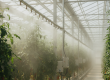 A high-pressure fogging system providing effective tomato greenhouse cooling in the UAE, with fine mist over lush tomato crops.