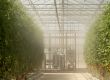 A high-pressure fogging system in action, part of a turnkey greenhouse cooling UAE project to manage heat and humidity for crops.
