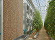 A wet-wall evaporative cooling pad system in operation, demonstrating the role of wet bulb temperature in modern greenhouse cooling in the UAE.